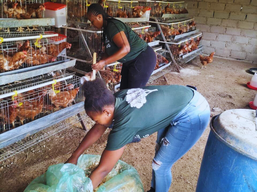 Animal Production at Umzumbe Municipality
