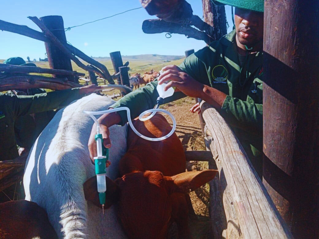 Animal Production at Umzumbe Municipality