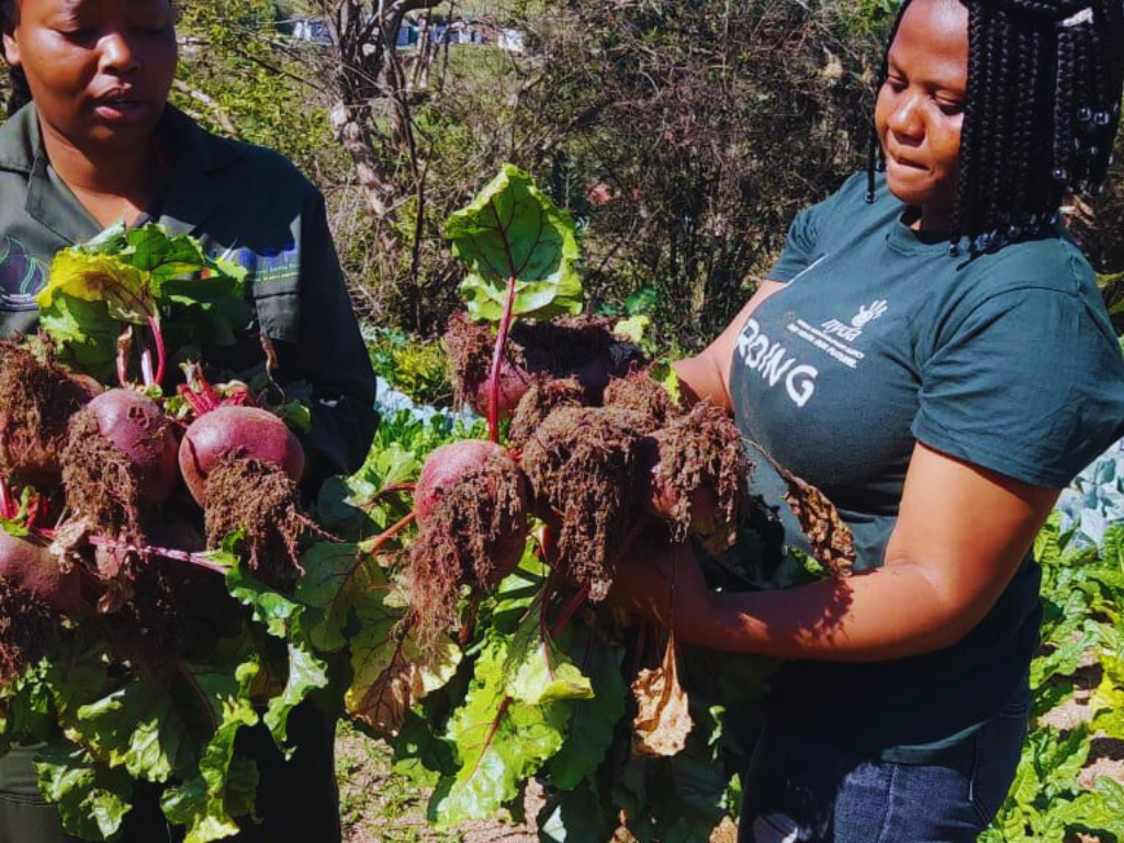 Harvesting of Beetroot at Malangeni