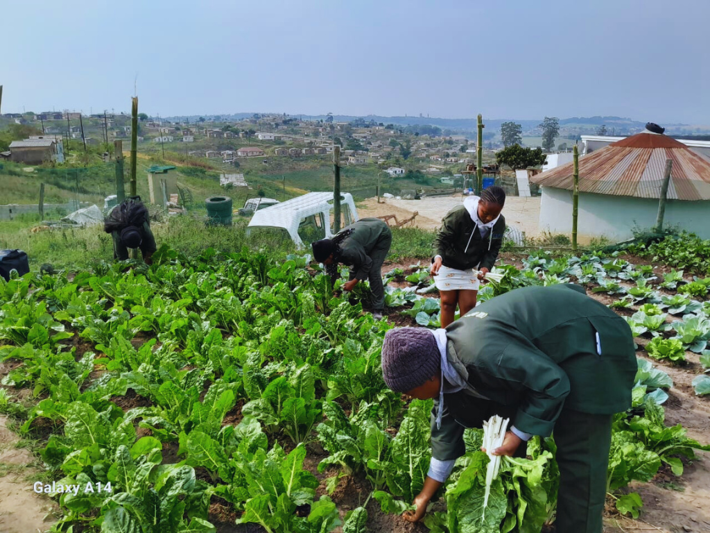 Spinach Harvesting at Malangeni
