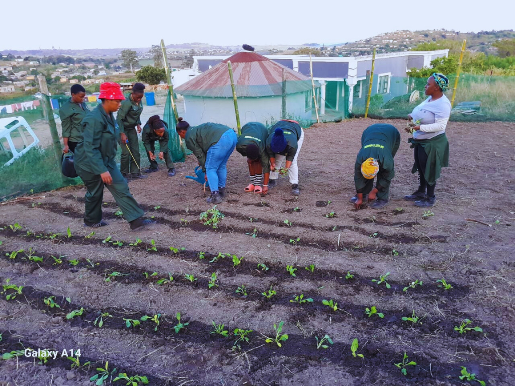 Transplanting Spinach Seedlings at Malangeni